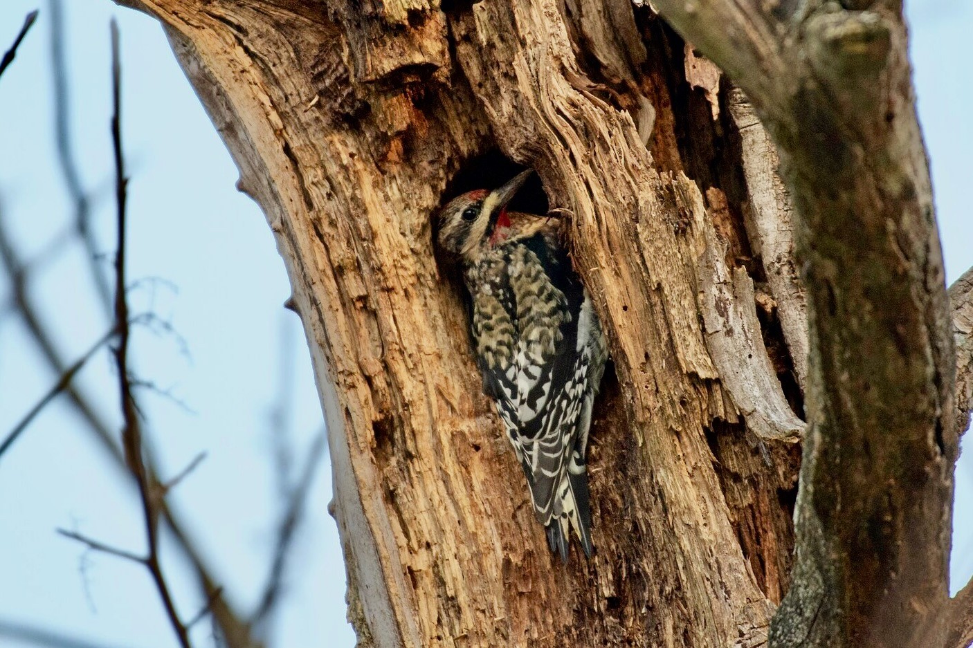 Yellow-bellied Sapsucker in cavity by Grayson Smith/USFWS is available through Public Domain.